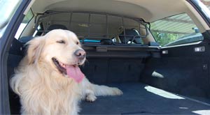 Viajar con mascota en el coche