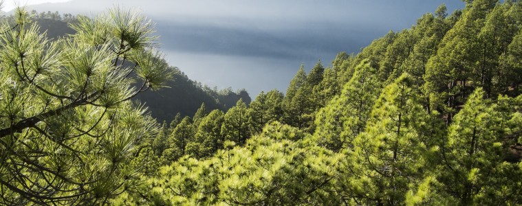 La Palma, La isla del corazón verde 2