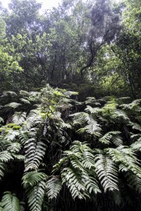 La Palma, La isla del corazón verde 8