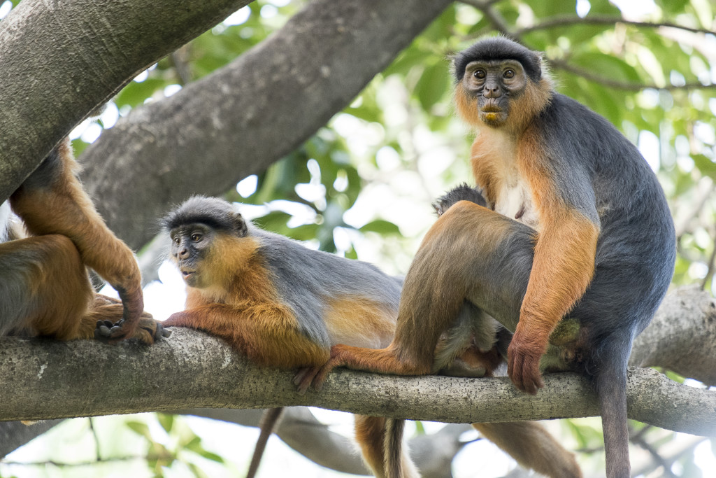 Gambia, playa y aventuras en África Occidental 2