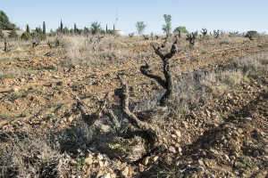 Ruta del Vino de Cigales