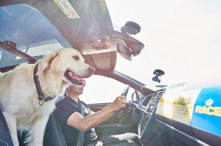 Tu mascota, siempre bien sujeta en el coche