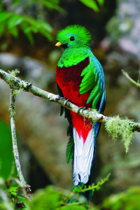Al encuentro del quetzal en Costa Rica