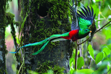 Al encuentro del quetzal en Costa Rica 2