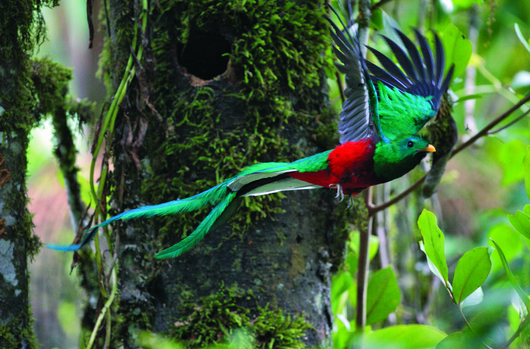 Al encuentro del quetzal en Costa Rica 2