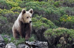 En busca del oso pardo…