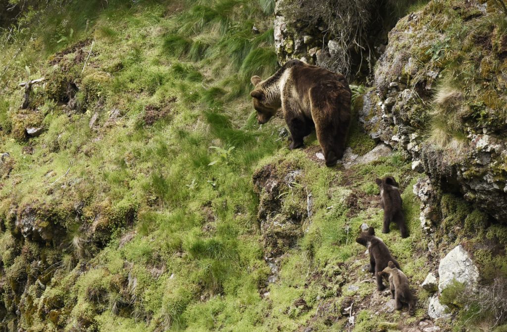 En busca del oso pardo… 2