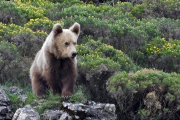 En busca del oso pardo…