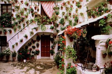 Los patios universales florecen en Córdoba