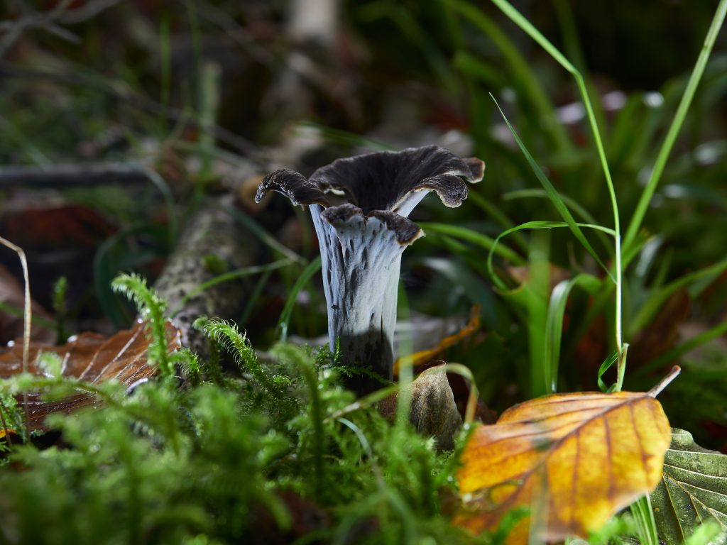 Otoño, temporada de setas 6