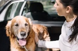Viajar con mascotas, cómo hacerlo con seguridad