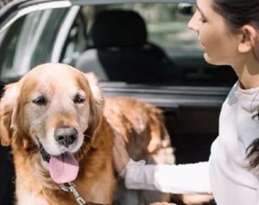 Viajar con mascotas, cómo hacerlo con seguridad