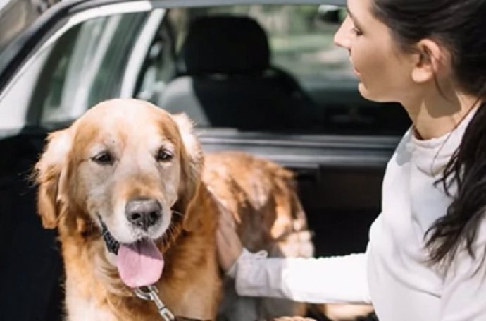 Viajar con mascotas, cómo hacerlo con seguridad