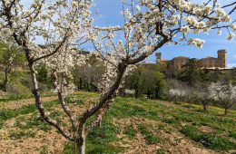 Navarra para paladares exquisitos