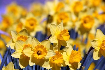 A la caza del inicio de la primavera 3