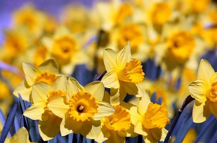 A la caza del inicio de la primavera 3