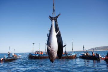 El atún de almadraba, el tesoro rojo de Cádiz