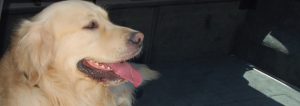 El transporte en coche de tus mascota