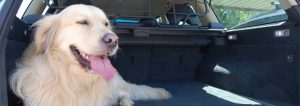 Viajar con mascota en el coche