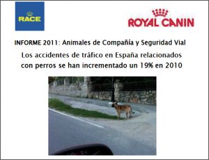 Informe de animales de compañía y seguridad vial