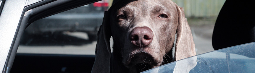 Por estos motivos tienes que sujetar correctamente a tu perro cuando viajes  en coche