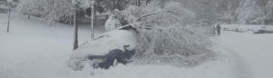 Coche con árbol encima por nevada