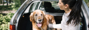 Viajar con mascotas