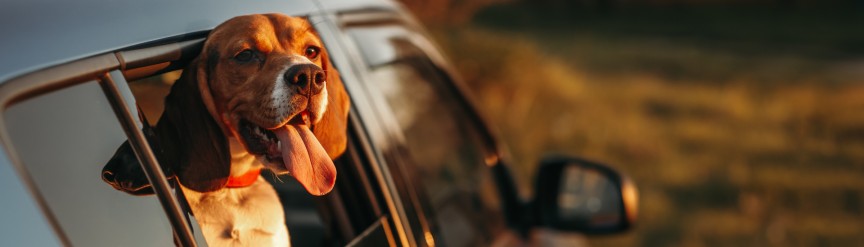 Multa por dejar perro en el coche