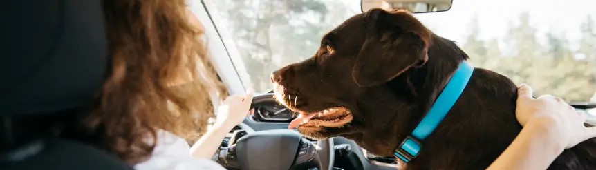 Perro en asiento delantero coche
